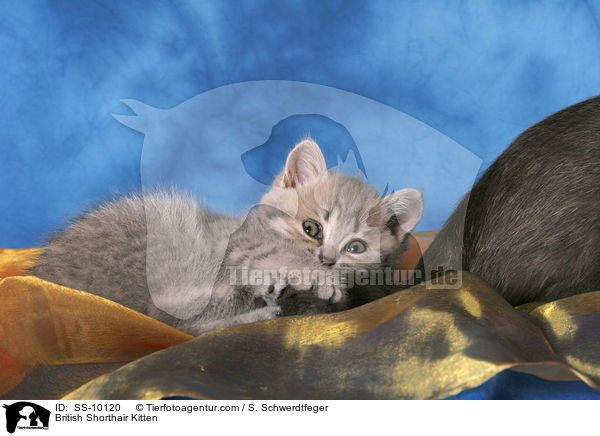 Britisch Kurzhaar Ktzchen / British Shorthair Kitten / SS-10120
