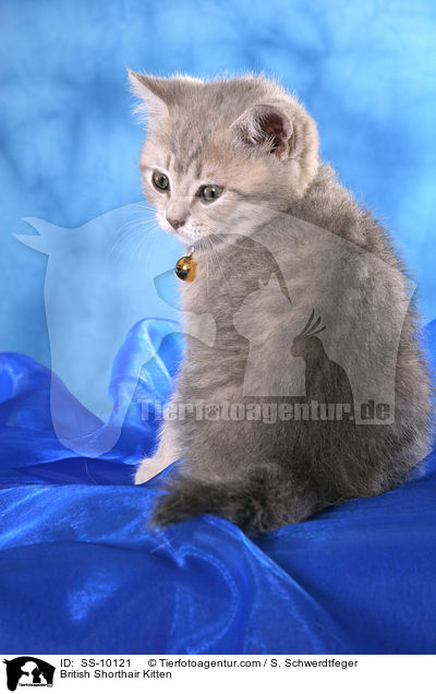 Britisch Kurzhaar Ktzchen / British Shorthair Kitten / SS-10121