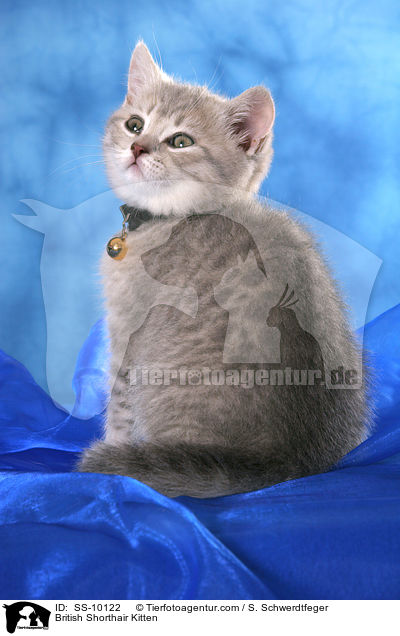Britisch Kurzhaar Ktzchen / British Shorthair Kitten / SS-10122
