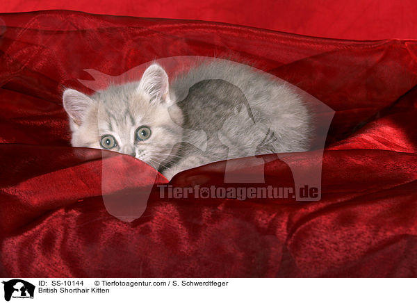 Britisch Kurzhaar Ktzchen / British Shorthair Kitten / SS-10144