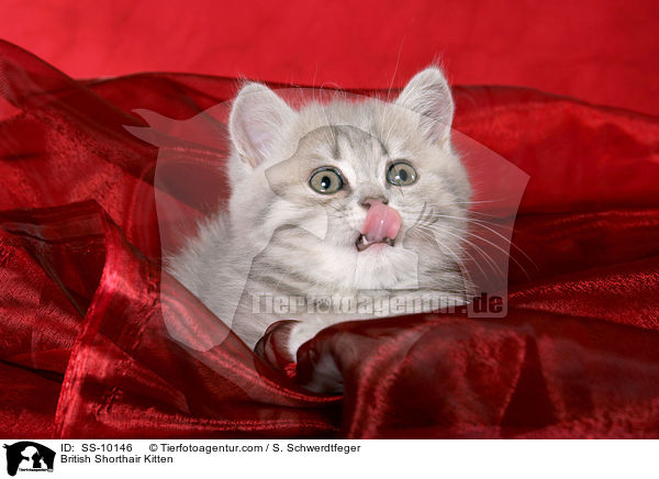 Britisch Kurzhaar Ktzchen / British Shorthair Kitten / SS-10146