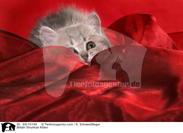 Britisch Kurzhaar Ktzchen / British Shorthair Kitten / SS-10149