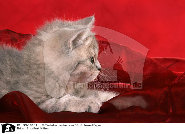 Britisch Kurzhaar Ktzchen / British Shorthair Kitten / SS-10151
