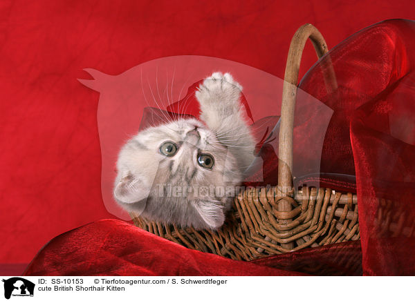 ses Britisch Kurzhaar Ktzchen / cute British Shorthair Kitten / SS-10153