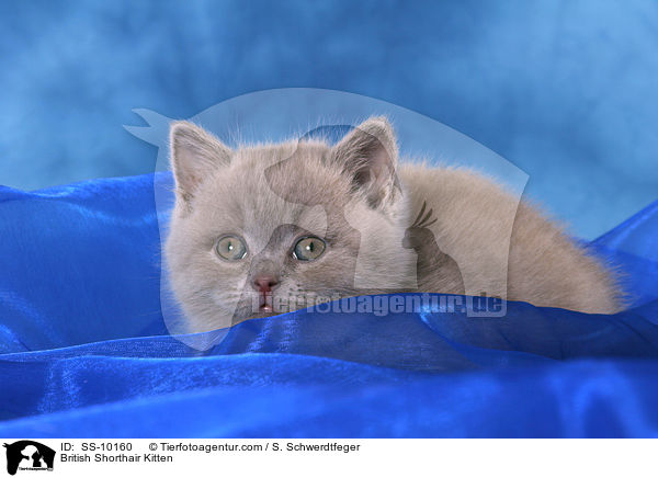 Britisch Kurzhaar Ktzchen / British Shorthair Kitten / SS-10160