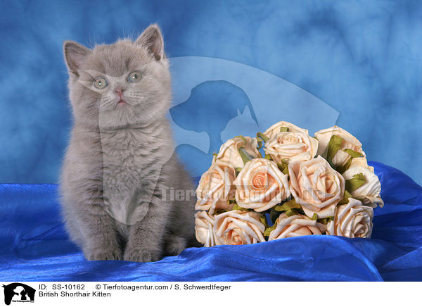 Britisch Kurzhaar Ktzchen / British Shorthair Kitten / SS-10162