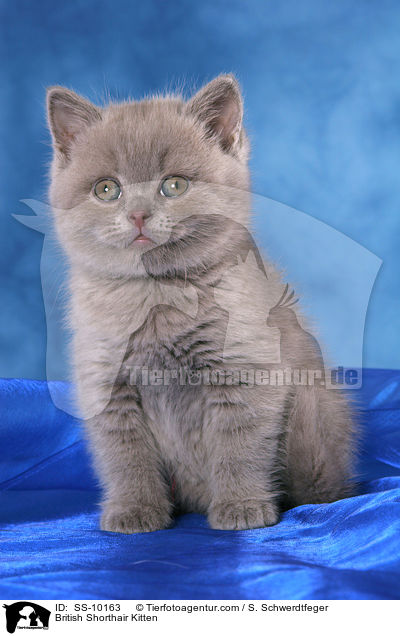 British Shorthair Kitten / SS-10163