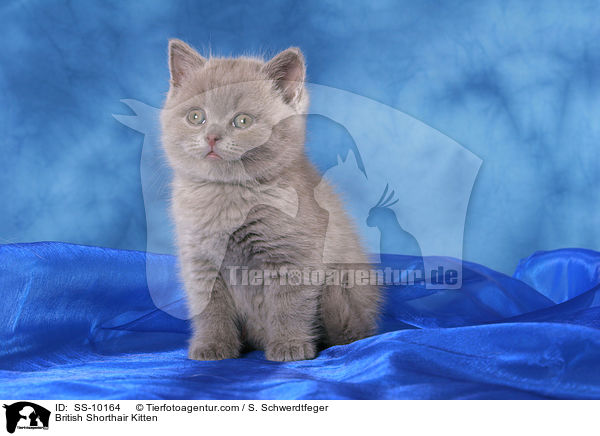 Britisch Kurzhaar Ktzchen / British Shorthair Kitten / SS-10164