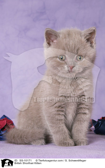British Shorthair Kitten / SS-10171