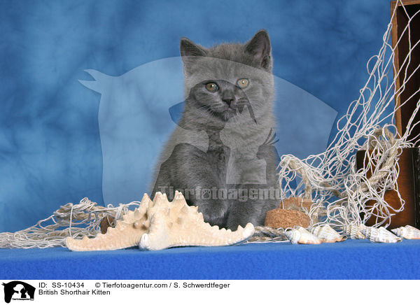 British Shorthair Kitten / SS-10434