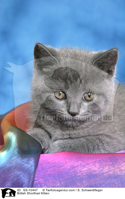 Britisch Kurzhaar Ktzchen / British Shorthair Kitten / SS-10447