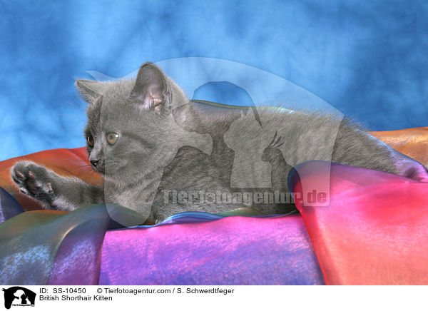 British Shorthair Kitten / SS-10450
