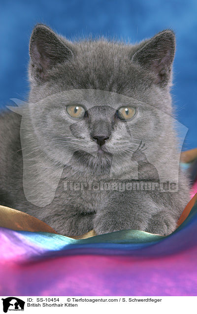 British Shorthair Kitten / SS-10454