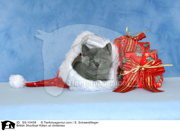Britisch Kurzhaar Ktzchen zu Weihnachten / British Shorthair Kitten at christmas / SS-10458