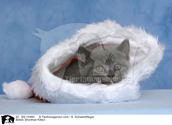 Britisch Kurzhaar Ktzchen / British Shorthair Kitten / SS-10460