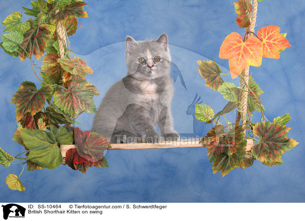 British Shorthair Kitten on swing / SS-10464