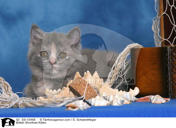 Britisch Kurzhaar Ktzchen / British Shorthair Kitten / SS-10468