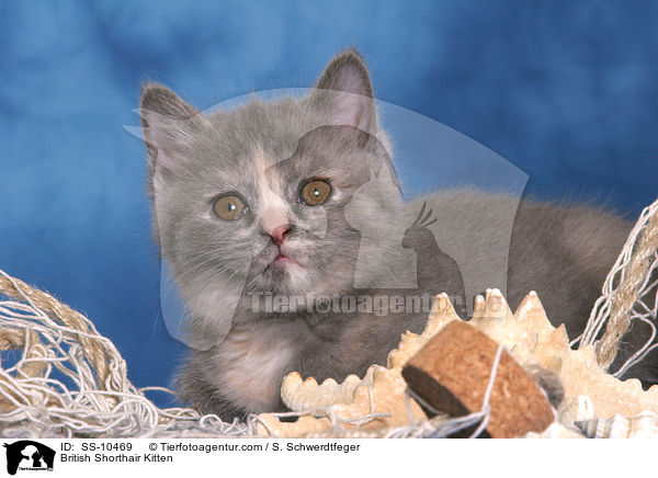 British Shorthair Kitten / SS-10469