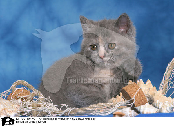 Britisch Kurzhaar Ktzchen / British Shorthair Kitten / SS-10470