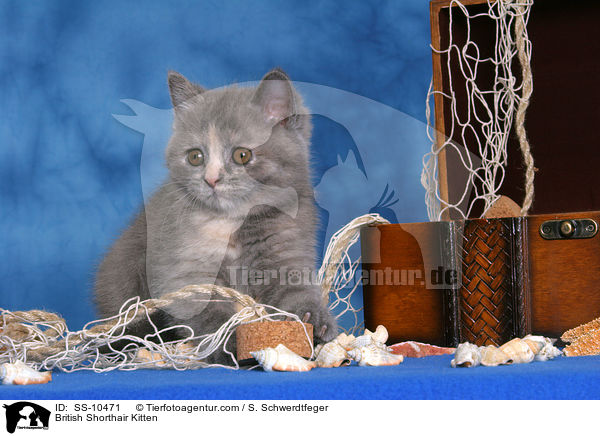 Britisch Kurzhaar Ktzchen / British Shorthair Kitten / SS-10471