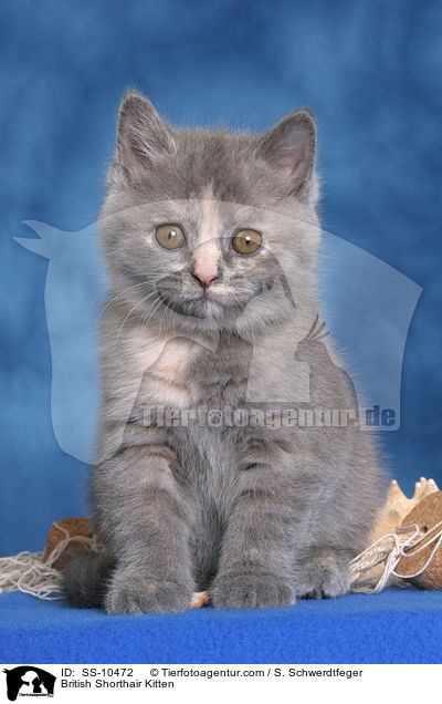 Britisch Kurzhaar Ktzchen / British Shorthair Kitten / SS-10472