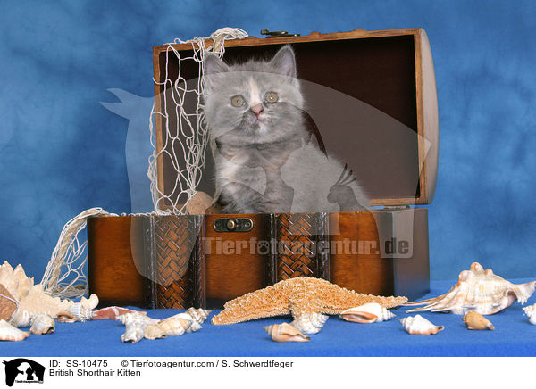 British Shorthair Kitten / SS-10475