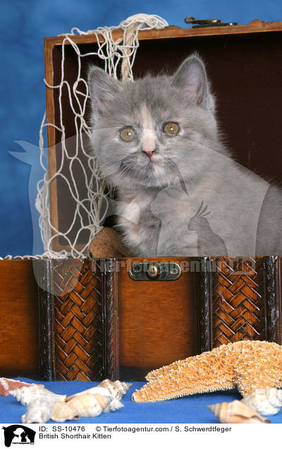 Britisch Kurzhaar Ktzchen / British Shorthair Kitten / SS-10476