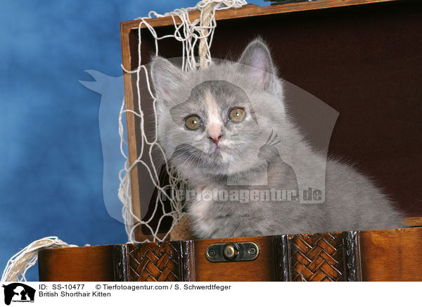 British Shorthair Kitten / SS-10477