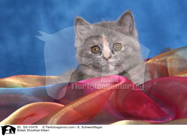 Britisch Kurzhaar Ktzchen / British Shorthair Kitten / SS-10478