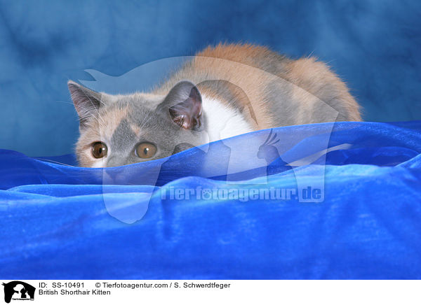 Britisch Kurzhaar Ktzchen / British Shorthair Kitten / SS-10491