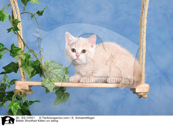 British Shorthair Kitten on swing / SS-10501