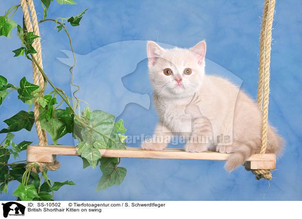 British Shorthair Kitten on swing / SS-10502