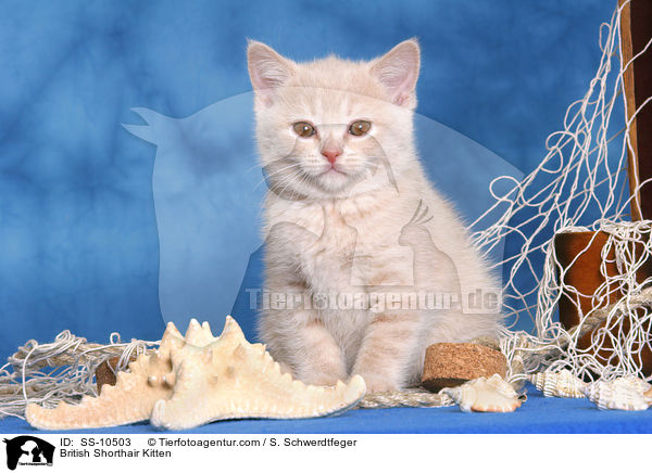 British Shorthair Kitten / SS-10503