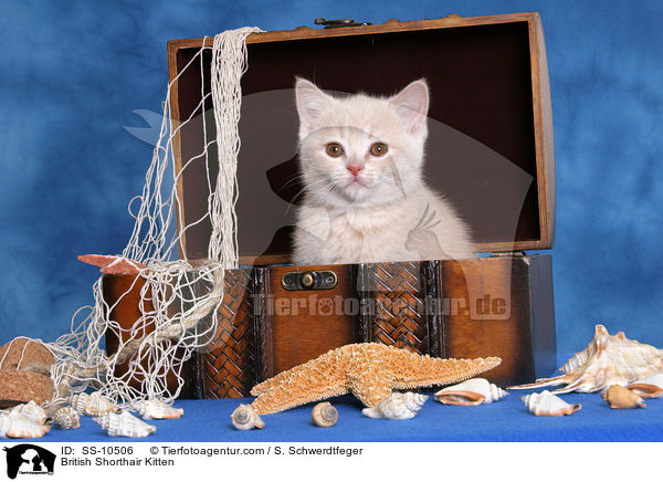 British Shorthair Kitten / SS-10506