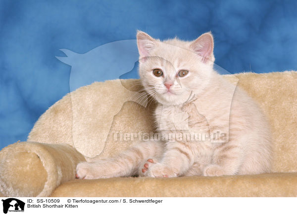 British Shorthair Kitten / SS-10509