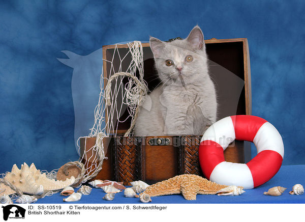 British Shorthair Kitten / SS-10519