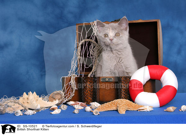 British Shorthair Kitten / SS-10521