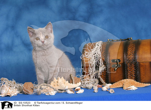 British Shorthair Kitten / SS-10523