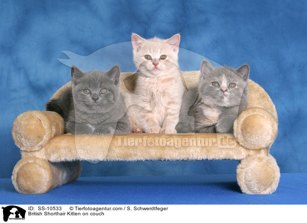 British Shorthair Kitten on couch / SS-10533