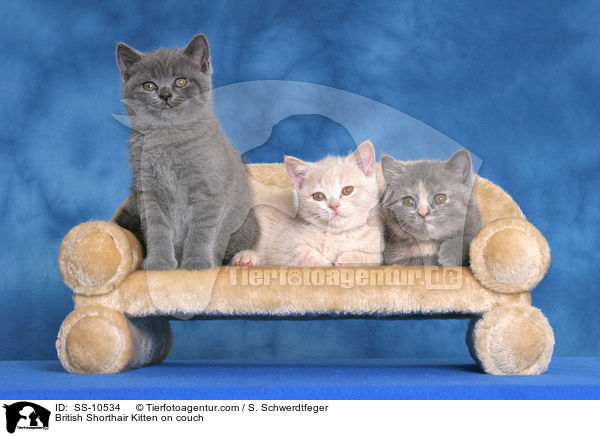 British Shorthair Kitten on couch / SS-10534