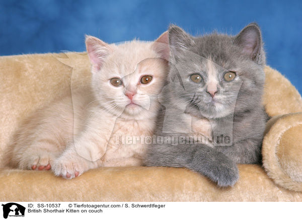 British Shorthair Kitten on couch / SS-10537
