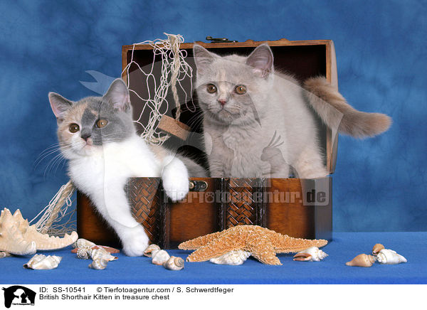 British Shorthair Kitten in treasure chest / SS-10541