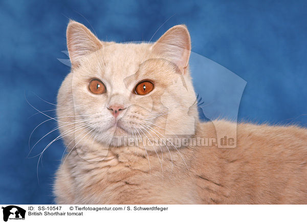 Britisch Kurzhaar Kater / British Shorthair tomcat / SS-10547