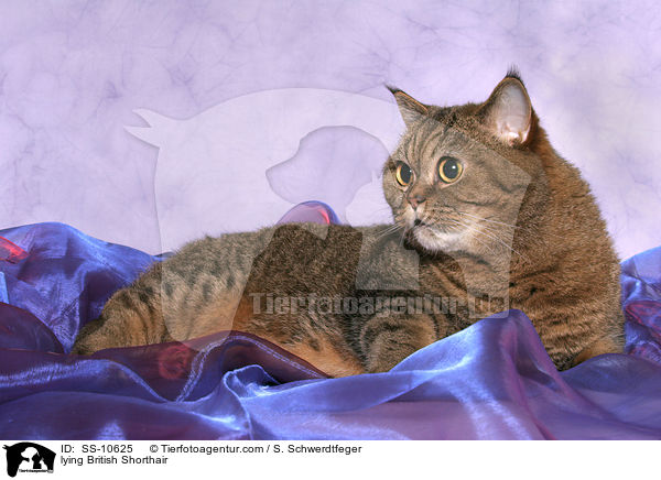 liegende Britisch Kurzhaar / lying British Shorthair / SS-10625