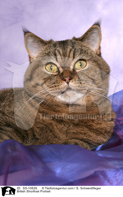 Britisch Kurzhaar Portrait / British Shorthair Portrait / SS-10626