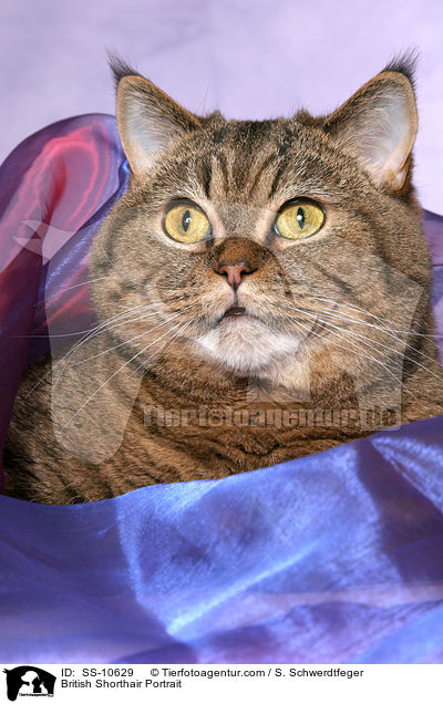 Britisch Kurzhaar Portrait / British Shorthair Portrait / SS-10629