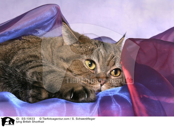 liegende Britisch Kurzhaar / lying British Shorthair / SS-10633