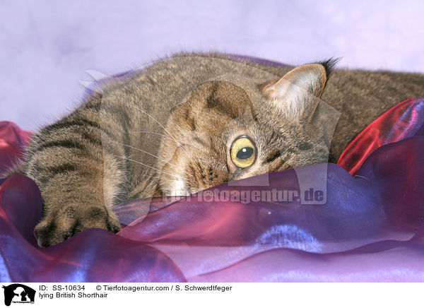 liegende Britisch Kurzhaar / lying British Shorthair / SS-10634