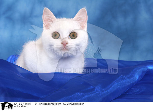 weies Ktzchen / white kitten / SS-11675