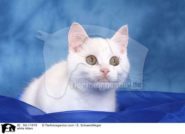 weies Ktzchen / white kitten / SS-11676